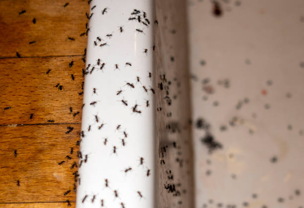 Best Wasp Removal Services  in Westke, LA